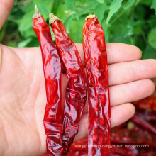 Dry RedChili Top Quality Dried Red Chili Price